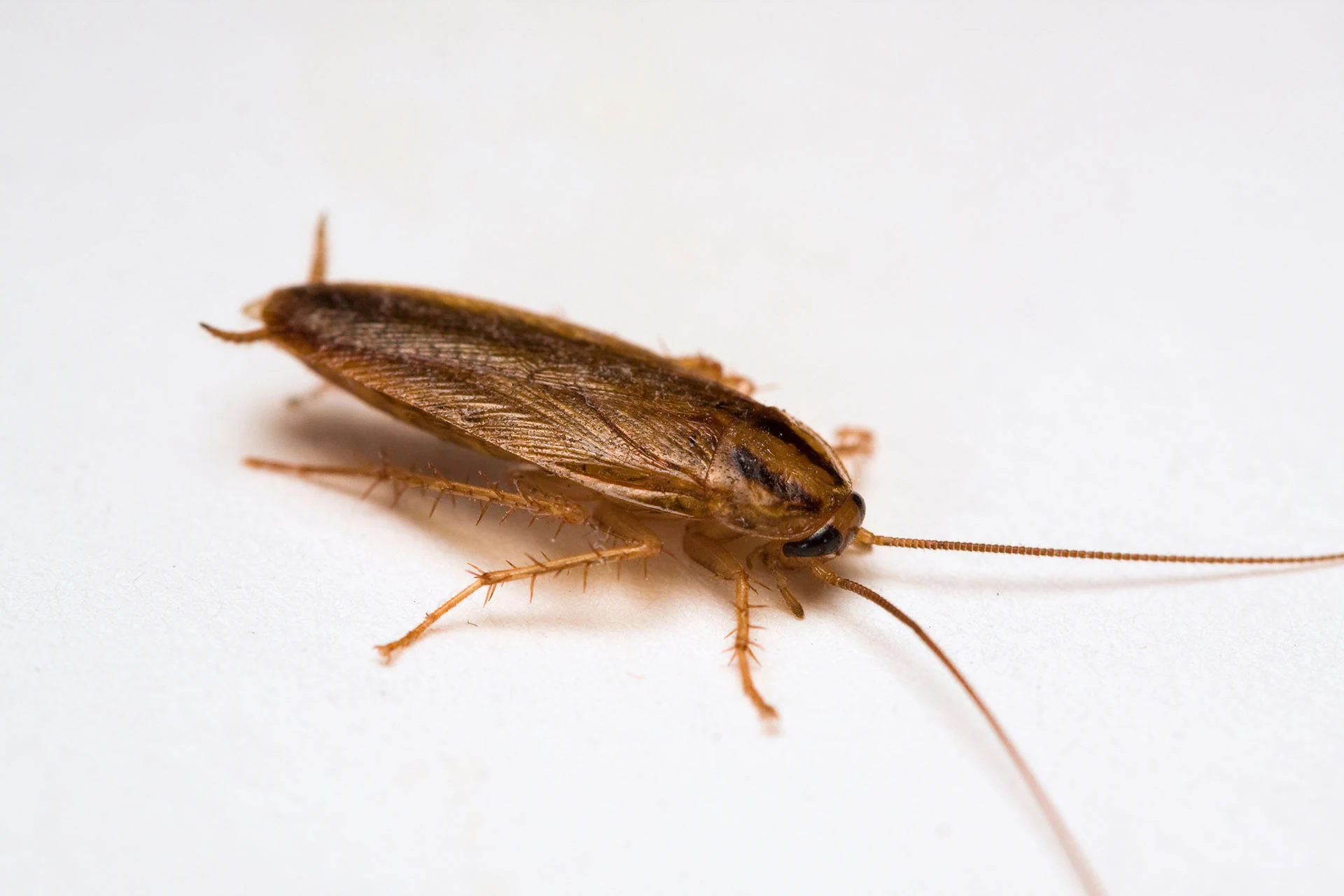 Can-Cockroaches-Come-From-My-Neighbours Can Cockroaches Come From My Neighbours