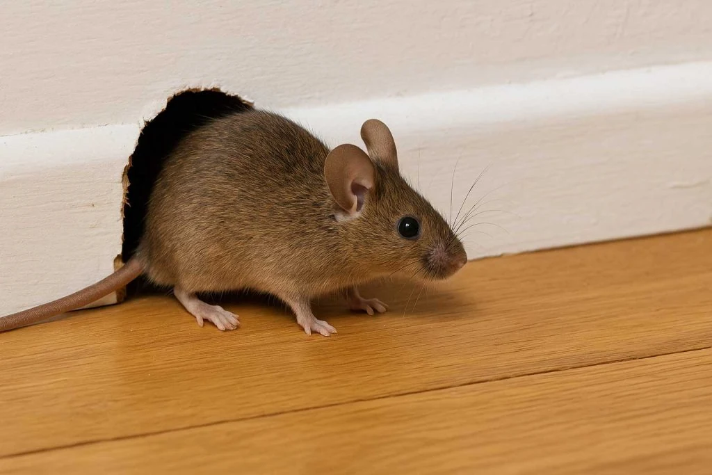 How mice enters homes