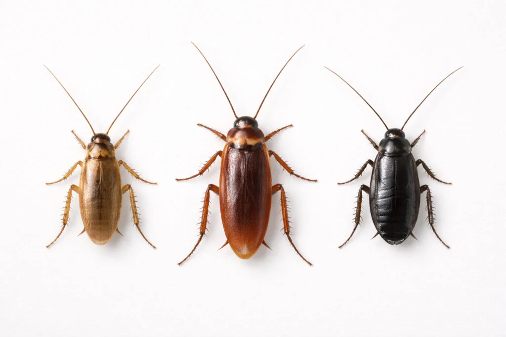 Types of Cockroaches