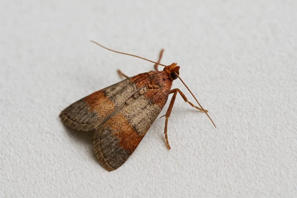 Pantry Moth Pantry Moth