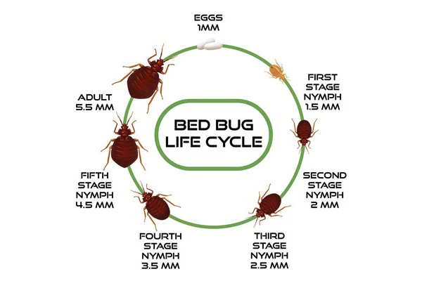 bed bugs lifecycle
